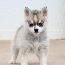 Pepper - Black and white female Pomsky puppy in Uintah County, Utah from Bingo's Wolfhounds, Lollipop Pomskies