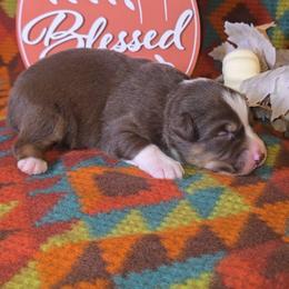 Red Tri Male 2 - Red tri-color male Australian Shepherd puppy in Crossville, Alabama from Bluff View Aussies