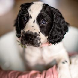 English Springer Spaniels from Tracy Varra