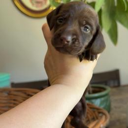 Mr. Peanut butter - Chocolate male Dachshund puppy in Yuba City, California from Mulberry Dachshunds