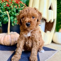 Boy 2 - Red  male Goldendoodle puppy in Philadelphia, Mississippi from Oakie Doodles