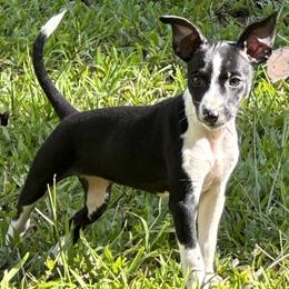 Rat Terrier Puppies from Haiku Rat Terriers