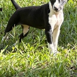 Rat Terrier Puppies from Haiku Rat Terriers