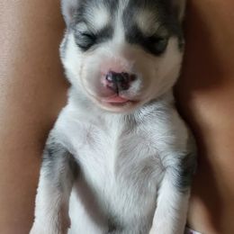 Siberian Husky Puppies from Canace Siberians