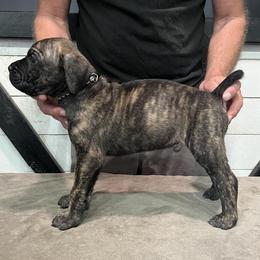 Dark green Collar - Gray and fawn male Cane Corso puppy in Beaver Crossing, Nebraska from Blue River Cane Corso