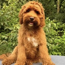 Harold - Australian Labradoodle