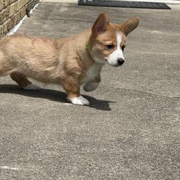 Pembroke Welsh Corgi Puppies from Bentley Corgis LLC