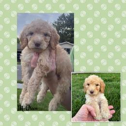 B1- Green - Apricot male Goldendoodle puppy in Ankeny, Iowa from Iowadoodles2love