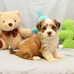 AKC Female 1 - Red female Havanese puppy in South Carolina from Premier Havanese Dogs