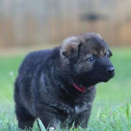 Pink girl - Sable female German Shepherd puppy in Linwood, North Carolina from Johnson K9s