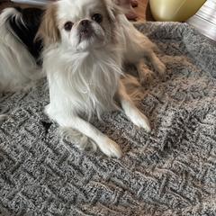 Frankenstein - Lemon and white male Japanese Chin puppy in New York, New York from Cherishing Chins