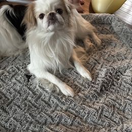 Frankenstein - Lemon and white male Japanese Chin puppy in New York, New York from Cherishing Chins
