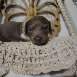 Grimm - Piebald male Dachshund puppy in Hudson, Michigan from Mittentail Kennel Miniature Dachshunds & Australian Shepherds
