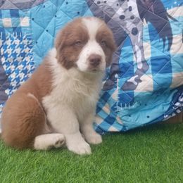 Australian Shepherd Puppies from Sarco Creek Ranch