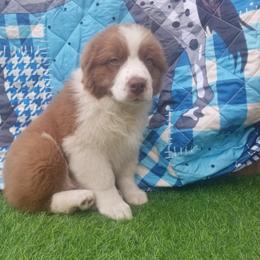 Australian Shepherd Puppies from Sarco Creek Ranch