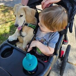 Dachshund Puppies from Island Farms Mimi’s Dachshunds Florida