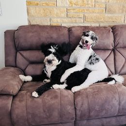 Bernedoodle and Goldendoodle All Grown Up from A.N.A. Doodles