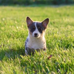Girl 2 - Blue female Pembroke Welsh Corgi puppy in Ocala, Florida from Dolan Farms Corgis