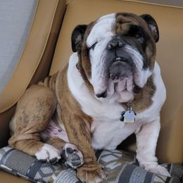 Bulldogs from Dazzle's Bulldogs