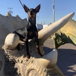Ibizan Hounds and Manchester Terriers from Ahram Ibizan Hounds and Manchester Terriers