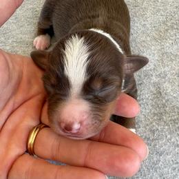 Daisy - Red tri female Miniature Australian Shepherd puppy in Friend, Nebraska from Mid-Plains Mini Aussies