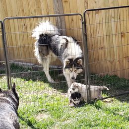 Siberian Husky Puppies from Addicted to the husky life