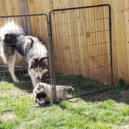 Siberian Husky Puppies from Addicted to the husky life