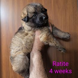 Ratite - Sable female German Shepherd puppy in Olean, New York from F&B Kennels