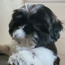 SUNNY - Shih Tzu