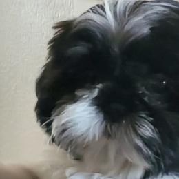 SUNNY - Shih Tzu