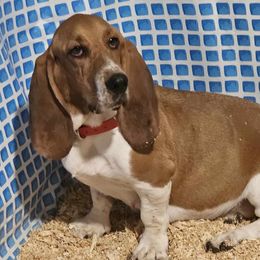 Poppy - Basset Hound