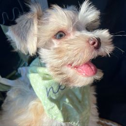 Ash - Wheaten male Miniature Schnauzer puppy in Menifee, California from Moonshine’s Minis