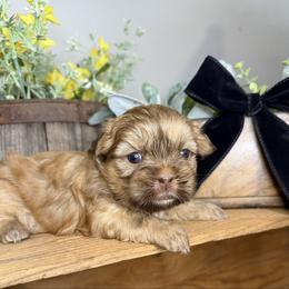 Girl 4 - Liver female Shih Tzu puppy in Lexington, North Carolina from SCS Shih Tzus