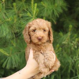 Coal - Caramel male Australian Labradoodle puppy in Williamstown, New York from Lewis Manor Labradoodles