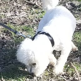 Bichon Frises from Pine Moutain Farm