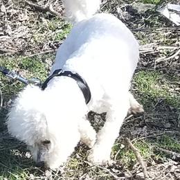 Bichon Frises from Pine Moutain Farm