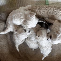 Maltese Puppies from Jacobmaltese