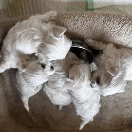 Maltese Puppies from Jacobmaltese