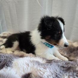 Romeo - Black white and tan male Shetland Sheepdog puppy in Wapello, Iowa from Willow Rayne shelties and more
