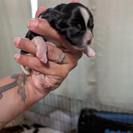 Raphael (Raph) - Parti male Miniature Schnauzer puppy in Paris, Texas from Black Star Farm