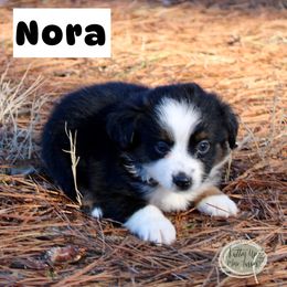 Nora - Black tri Miniature Australian Shepherd puppy in Paris, Texas from Kuttin’ Up Mini Aussies
