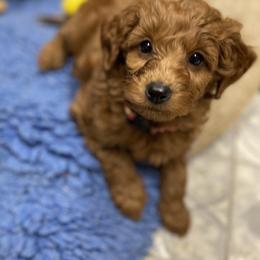 Goldendoodle Puppies from Coal Country Doodles