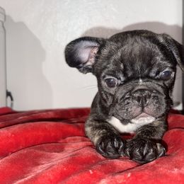 Boy 1 - Brindle and white French Bulldog puppy in San Jose, California from Dawgie Empire