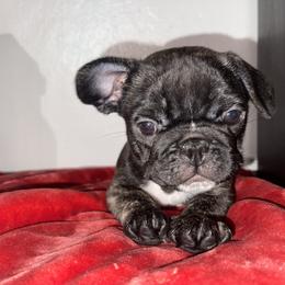 Boy 1 - Brindle and white French Bulldog puppy in San Jose, California from Dawgie Empire