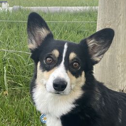 Mandy - Pembroke Welsh Corgi