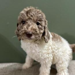 Dasher - Merle male Labradoodle puppy in Candler, North Carolina from Maple Bakin’ Doodles