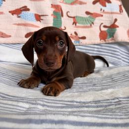 Mocha - Chocolate and tan female Dachshund puppy in Jacksonville, Florida from Florida Dippin’ Dachshunds & Aussiedoodles
