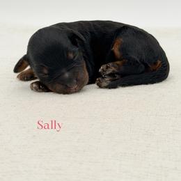 Sally - Phantom female Bernedoodle puppy in Bellville, Ohio from Bernedoodle Buddies