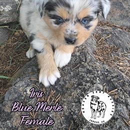 Iris - Blue merle female Miniature Australian Shepherd puppy in Jaroso, Colorado from Heaven Sent Aussies