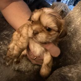 Wyatt - Liver male Shih Tzu puppy in Statesville, North Carolina from Grimmly Blue’s Shih Tzus